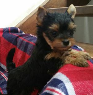 Yorkshire Terrier Miraflores