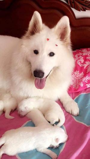 cachorros samoyedos cel  wspp