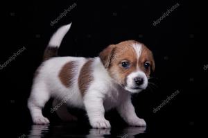 jack russell terrier toy bicolor y tricolor
