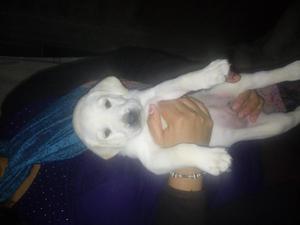 labradores retriever de raza pura color blanco hueso con