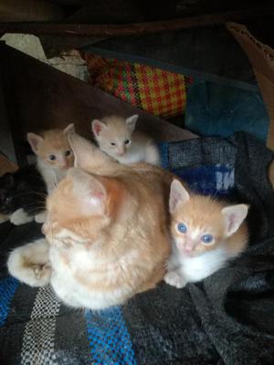 Adopta.un.gatito