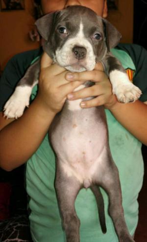 American Bully