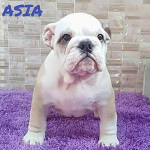 Asia Bulldog Full Pedigree