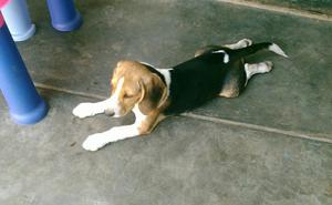 Beagle Hembra de 18 Meses