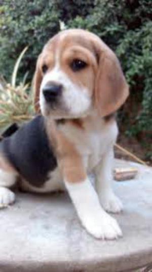 Beagle Tricolor Pedigree Ocasion