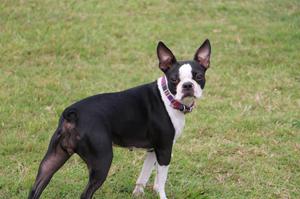 Boston Terrier Busca Novio