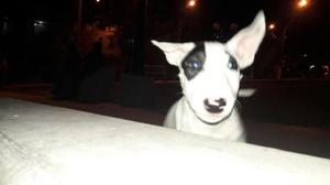 Bullterrier Hembra Pirata