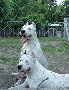 Busco Un Dogo Argentino en Adopcion