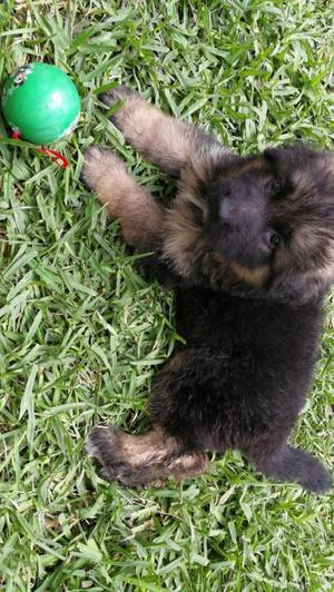 CACHORRA PASTOR ALEMÁN