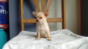 Cachorrita Chihuahua Mini Toy