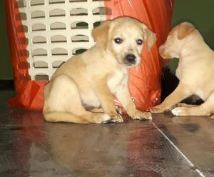 Cachorritos Labradores