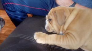 Cachorro Bulldog Ingles