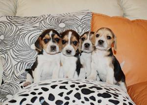 Cachorros Beagle De 2 Meses De Raza Fina Vacunados