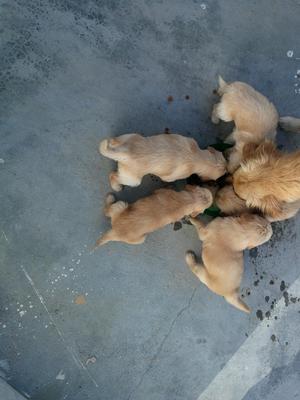 Cachorros Golden Retriever