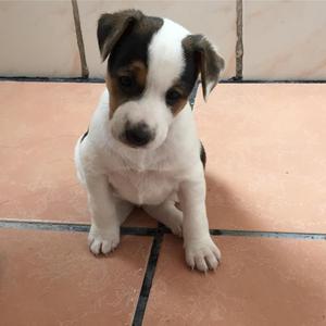 Cachorros JACK RUSSELL TERRIER