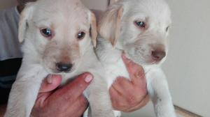 Cachorros Labradores Retrievers