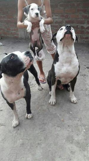 Cachorros Pitbulls