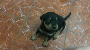 Cachorros Rottweiler