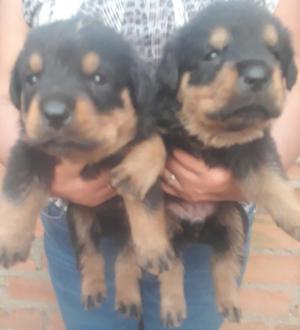 Cachorros Rotwailer