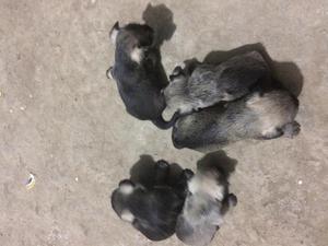 Cachorros Schnauzer