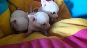 Chihuahua Blanco Miniatura
