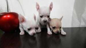 Chihuahua Lindos Super Toy Hembras