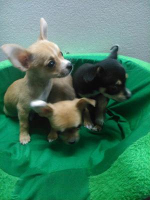 Chihuahua Toy Hermosos