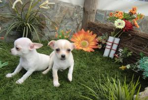 Chihuahuas Cachorritos