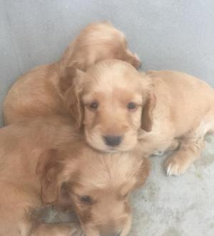 Cockers Spaniel en Venta!!!