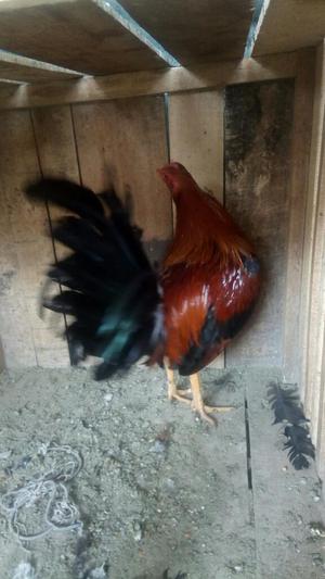 Gallo en Venta