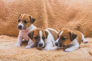 Jack Russell cachorros S/ 450