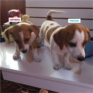 Lindos Cachorros Jack Russell 2 MESES