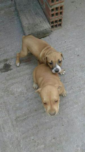 Oferta Gran Remate Cachorra Pitbull