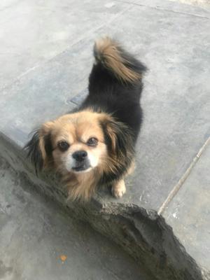 Pekinés en Adopción