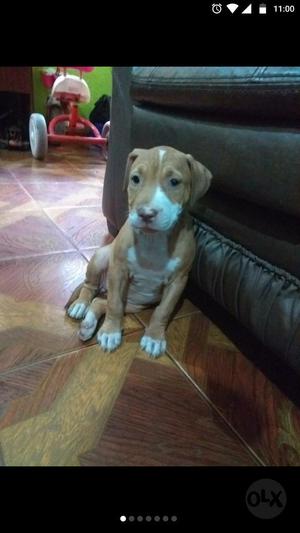 Pitbull Cachorra