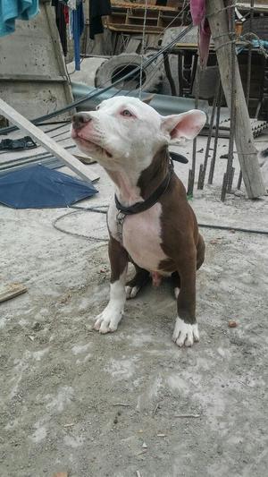 Pitbull Red Nose Cachorro