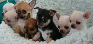 Preciosos Chihuahuas Toy