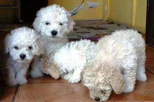Preciosos Poodle Toy en Color Blancos