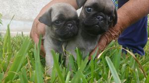 Pug Carlinos