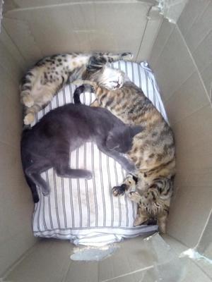 Regalo Una Familia de Gatitos