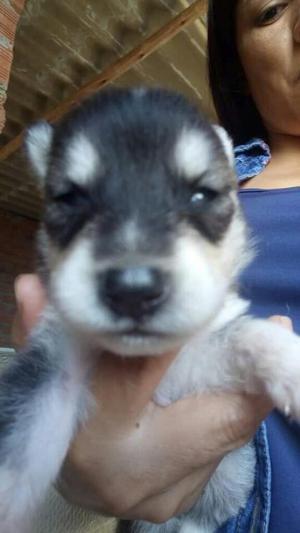 Se Vende Cachorros Husky