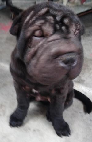 Shar Pei Full Arrugas