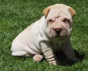 Sharpei