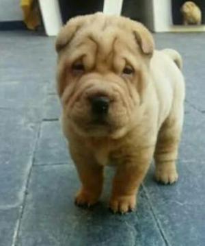 Sharpei