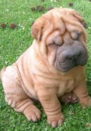 Sharpei