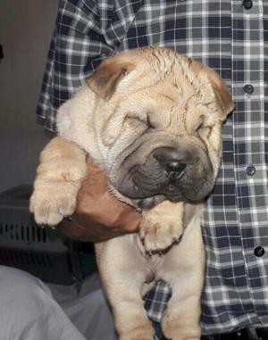 Sharpei