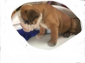 Vendo Bulldog Ingles Hembra