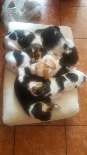 Vendo Cachorros Beagle