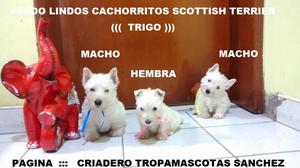 Vendo Expectaculares Cachorritos Scottish Terrier A1