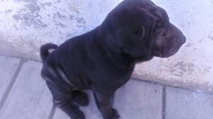 Vendo Hembrita Sharpei